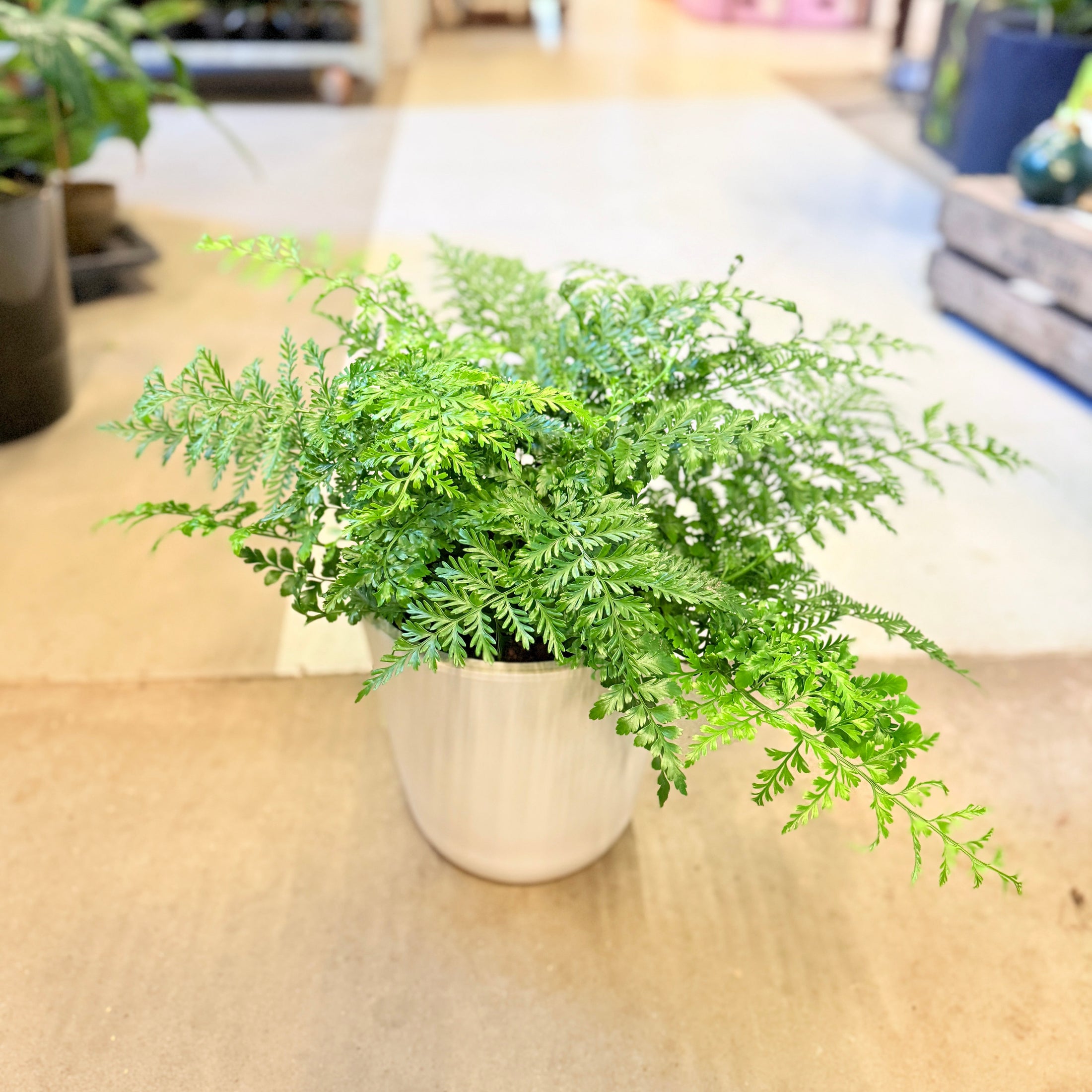 Davallia fejeensis (Kaninpote-bregne) – i rillet hvid krukke