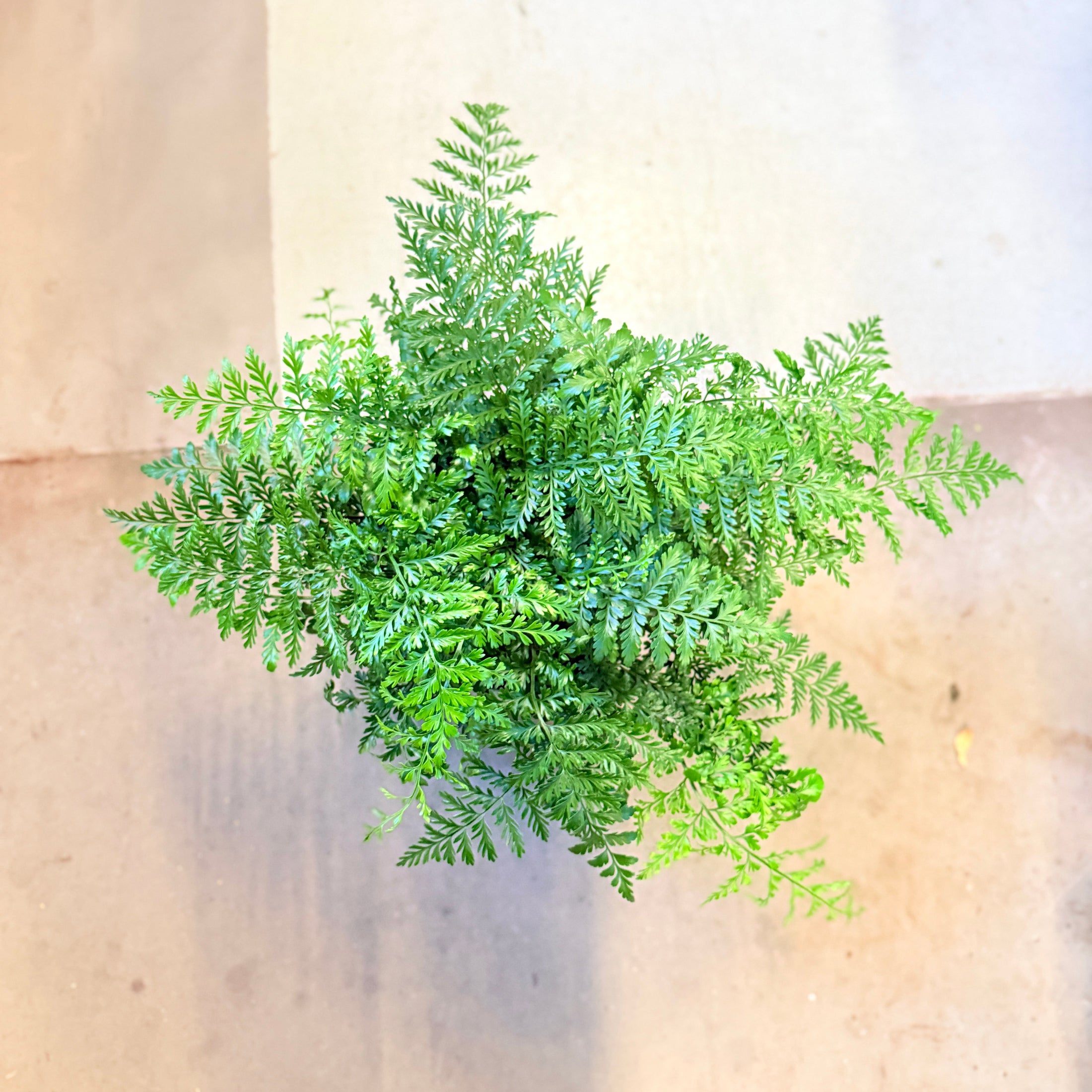 Davallia fejeensis (Kaninpote-bregne) – i rillet hvid krukke