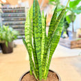 Indlæs billede i gallerivisning, Sansevieria trifasciata 80 cm. (Svigermors skarpe tunge) – i mørkegrå krukke
