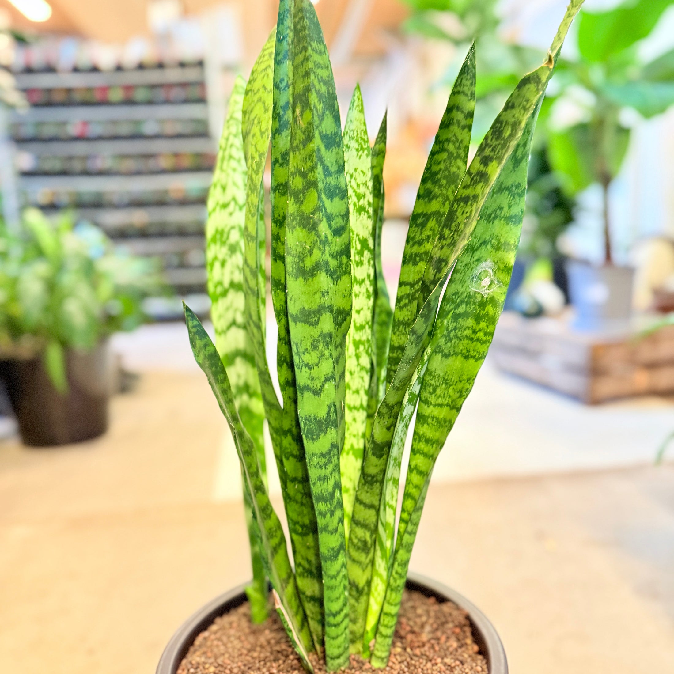 Sansevieria trifasciata 80 cm. (Svigermors skarpe tunge) – i mørkegrå krukke