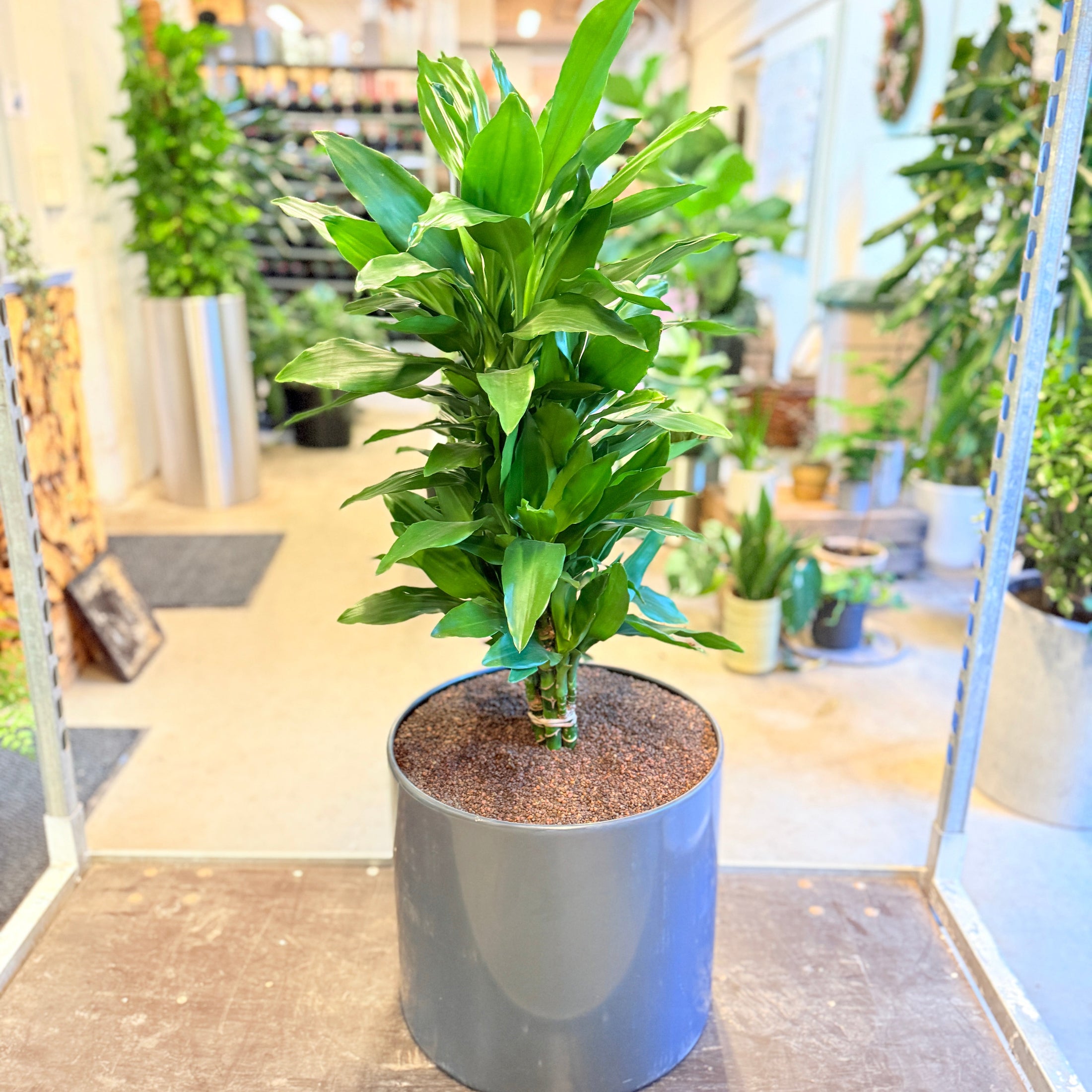 Drageplante (Dracaena fragrans) – 110 cm høj i mørkegrå krukke