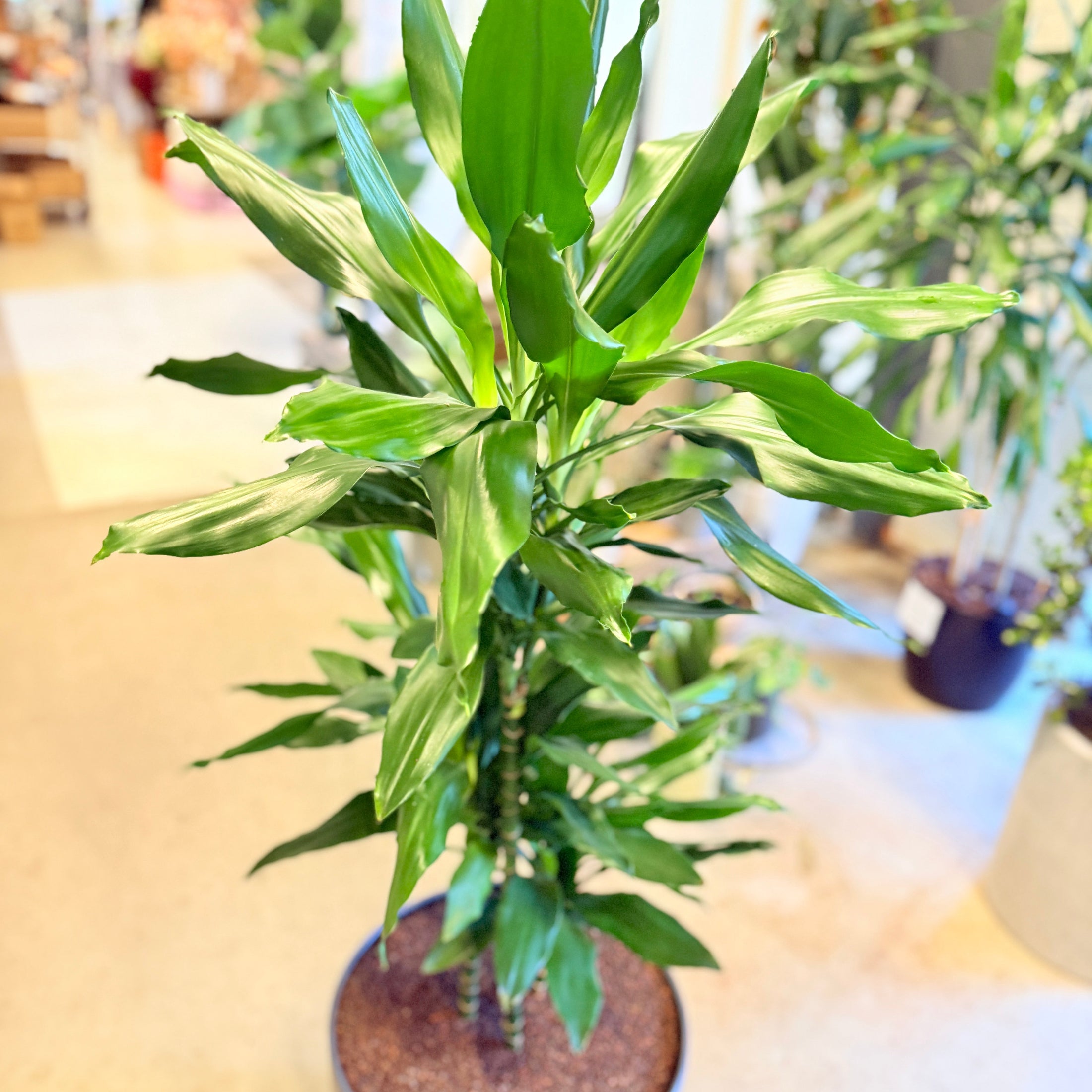 Drageplante (Dracaena fragrans) – 140 cm høj i mørkegrå krukke