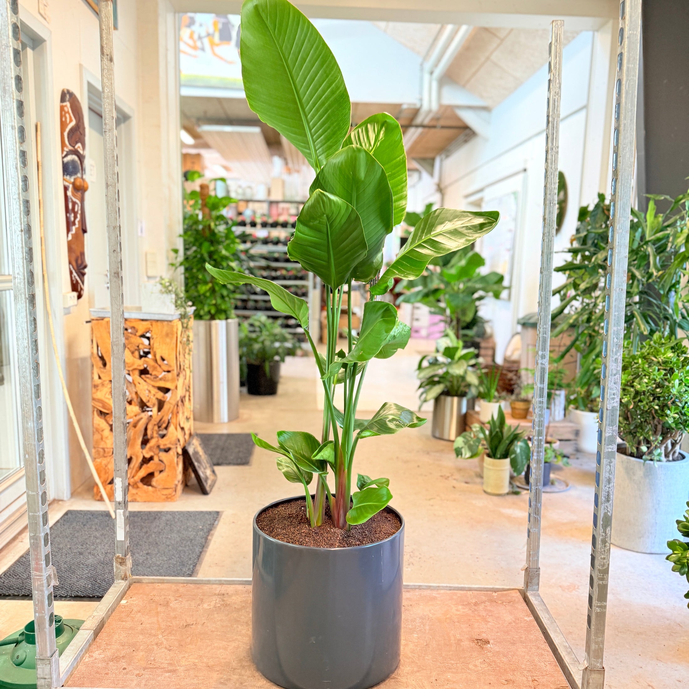 Hvid Paradisfugl (Strelitzia nicolai) – 160 cm høj i mørkegrå krukke