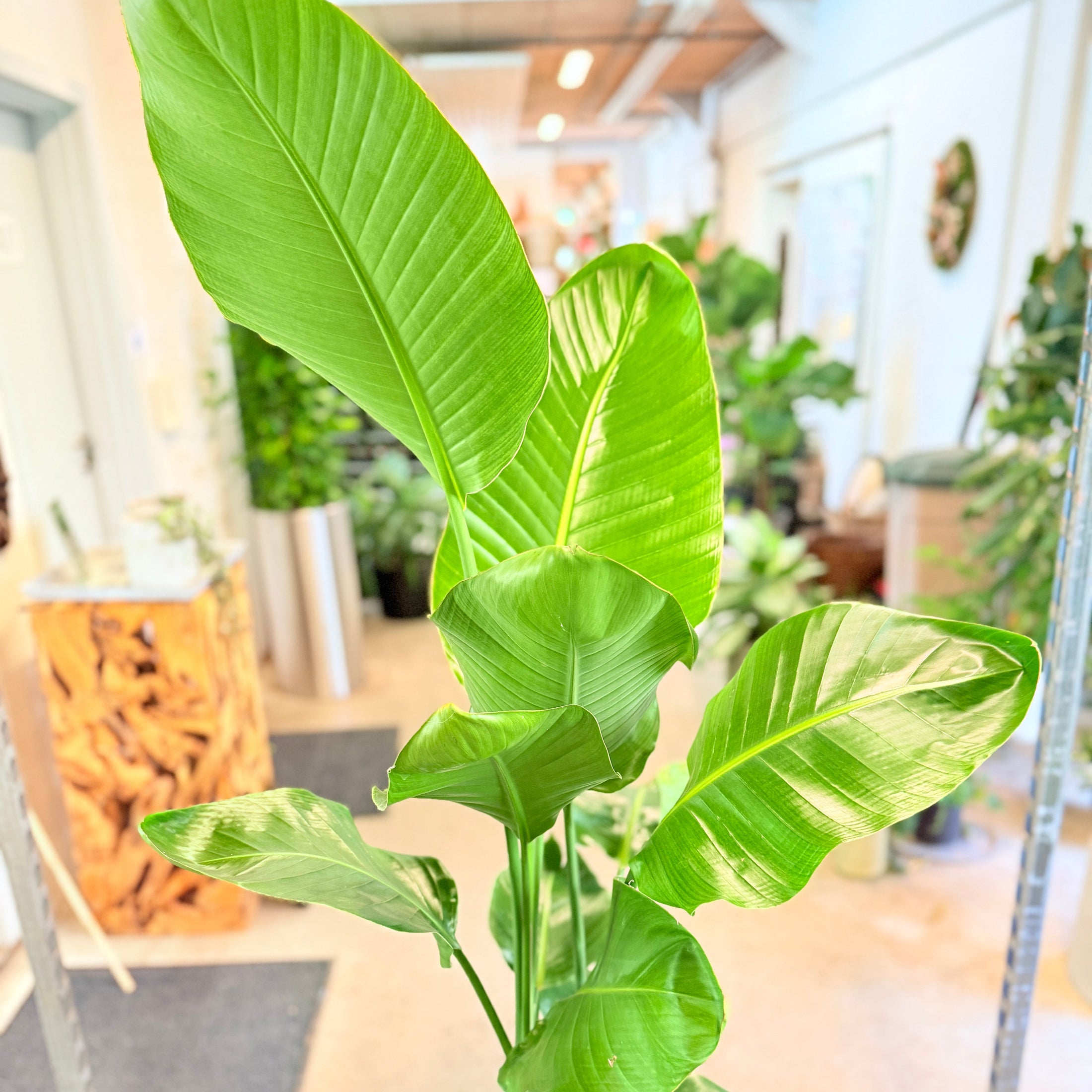 Hvid Paradisfugl (Strelitzia nicolai) – 160 cm høj i mørkegrå krukke