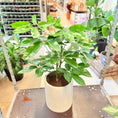 Indlæs billede i gallerivisning, Paraplyplante (Schefflera arboricola) – 110 cm høj i lysegrå cementkrukke
