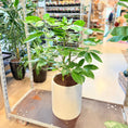 Indlæs billede i gallerivisning, Paraplyplante (Schefflera arboricola) – 110 cm høj i lysegrå cementkrukke
