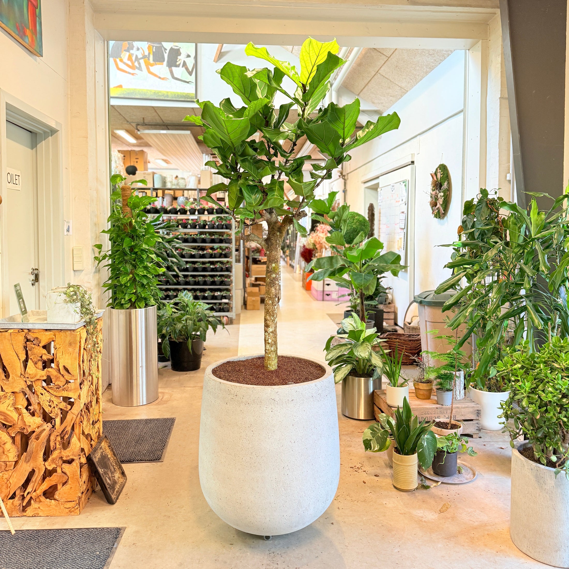 Violinfigner (Ficus lyrata) – 220 cm høj i lysgrå cementkrukke