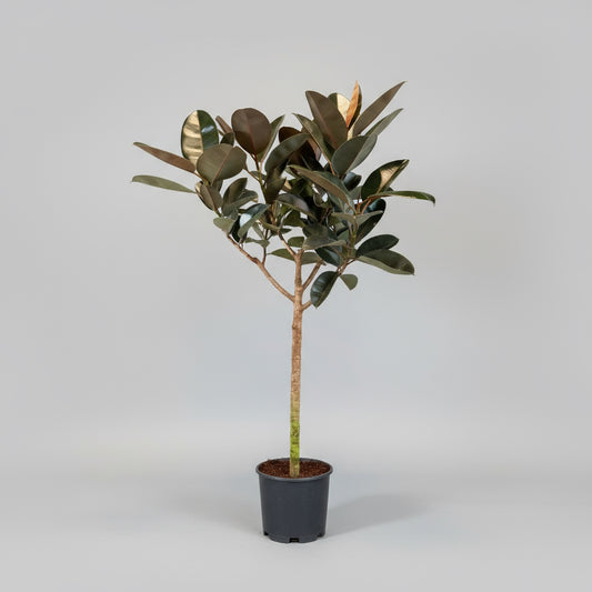 Ficus elastica ‘Robusta’ opstammet (Gummitræ) – 170-180 cm høj