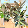 Indlæs billede i gallerivisning, Ficus elastica ‘Robusta’ opstammet (Gummitræ) – 170-180 cm høj
