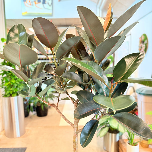 Ficus elastica ‘Robusta’ opstammet (Gummitræ) – 170-180 cm høj