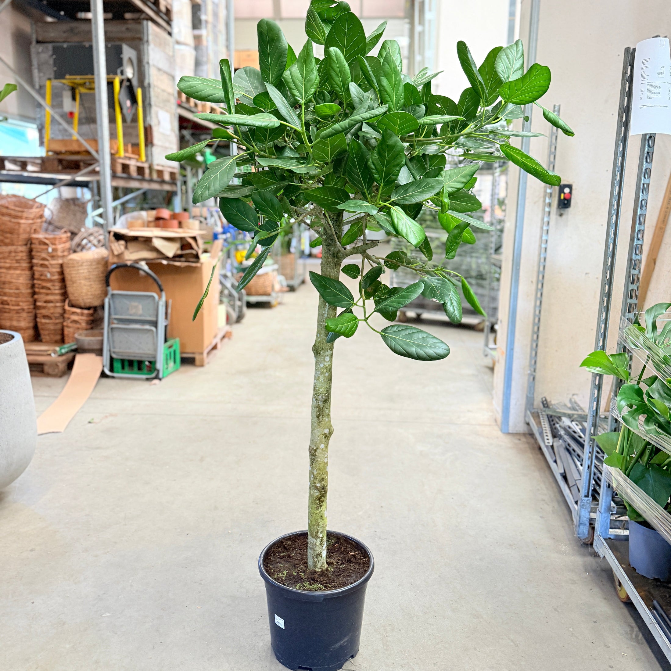 Jackfrugt (Artocarpus heterophyllus) opstammet – 170 cm høj