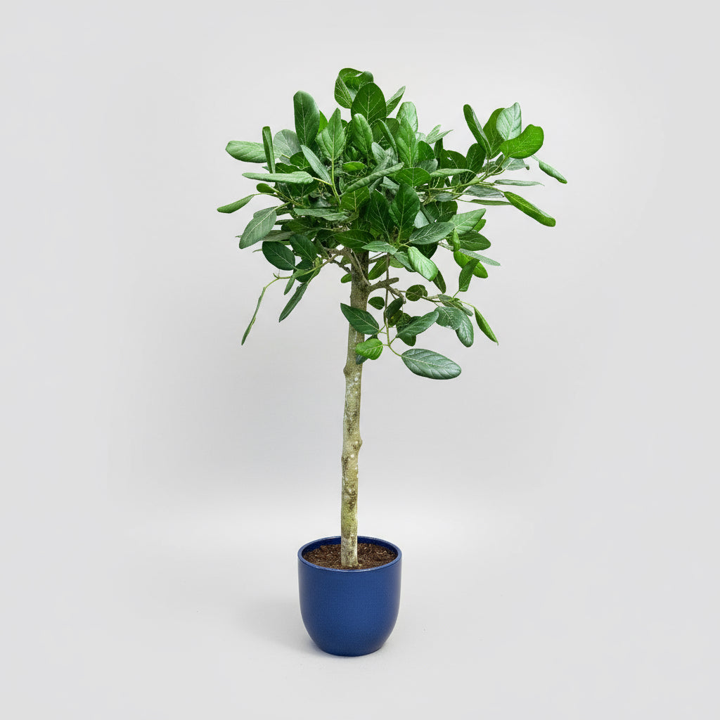 Jackfrugt (Artocarpus heterophyllus) opstammet – 170 cm høj