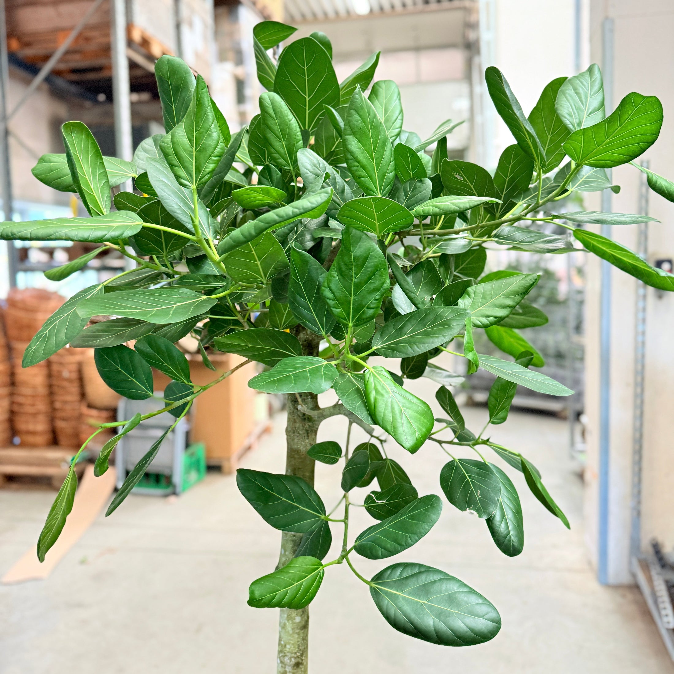 Jackfrugt (Artocarpus heterophyllus) opstammet – 170 cm høj