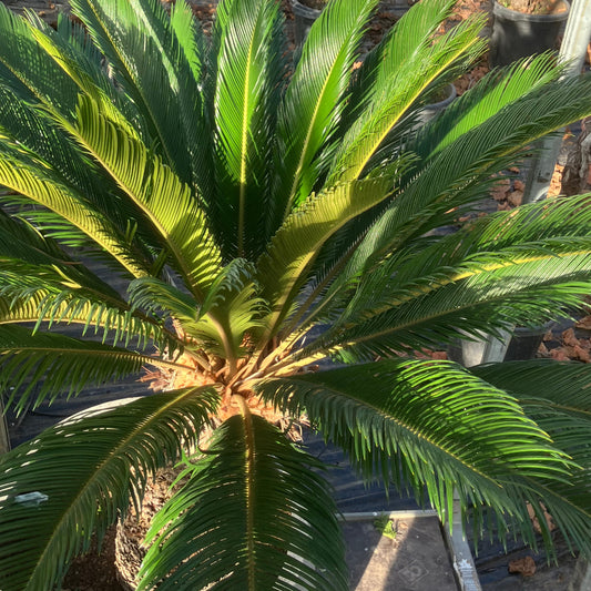 Second Hand Koglepalme 160 cm – Eksklusiv Cycas Revoluta i Cementkrukke