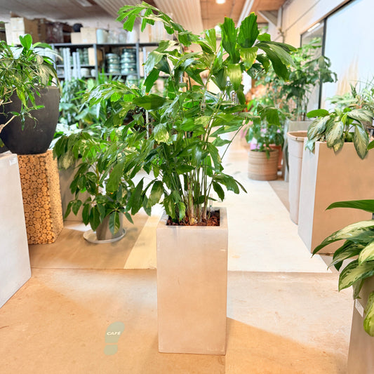 Second Hand Fiskehalepalme (Caryota mitis) i Høj Cementkrukke – Eksotisk Genbrugsplante