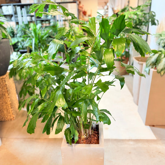 Second Hand Fiskehalepalme (Caryota mitis) i Høj Cementkrukke – Eksotisk Genbrugsplante