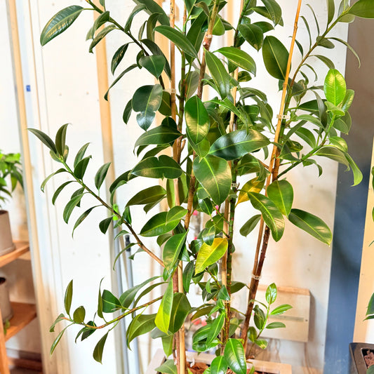 Second Hand Gummitræ (Ficus elastica) 180 cm – Elegant Genbrugsplante i Cementkrukke