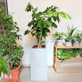 Indlæs billede i gallerivisning, Second Hand Fiskehalepalme (Caryota mitis) 155 cm – Eksotisk Genbrugsplante i Cementkrukke
