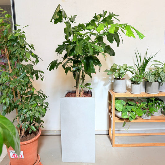 Second Hand Fiskehalepalme (Caryota mitis) 155 cm – Eksotisk Genbrugsplante i Cementkrukke