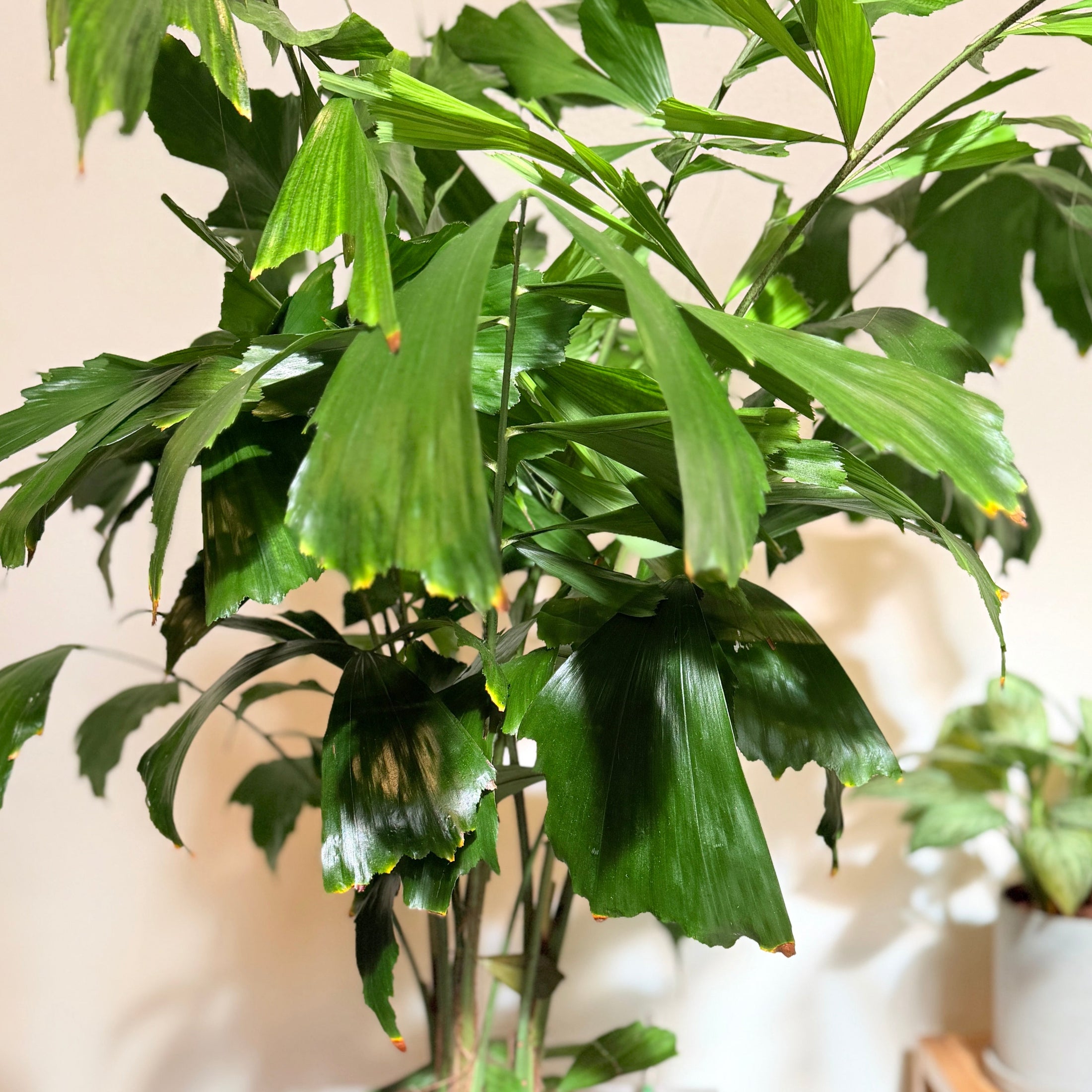 Second Hand Fiskehalepalme (Caryota mitis) 155 cm – Eksotisk Genbrugsplante i Cementkrukke
