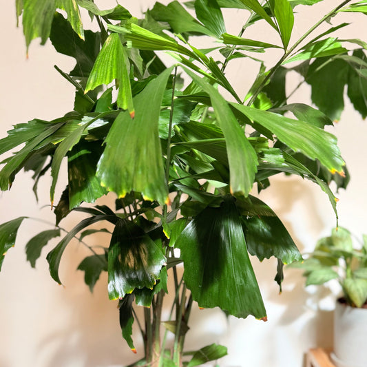 Second Hand Fiskehalepalme (Caryota mitis) 155 cm – Eksotisk Genbrugsplante i Cementkrukke