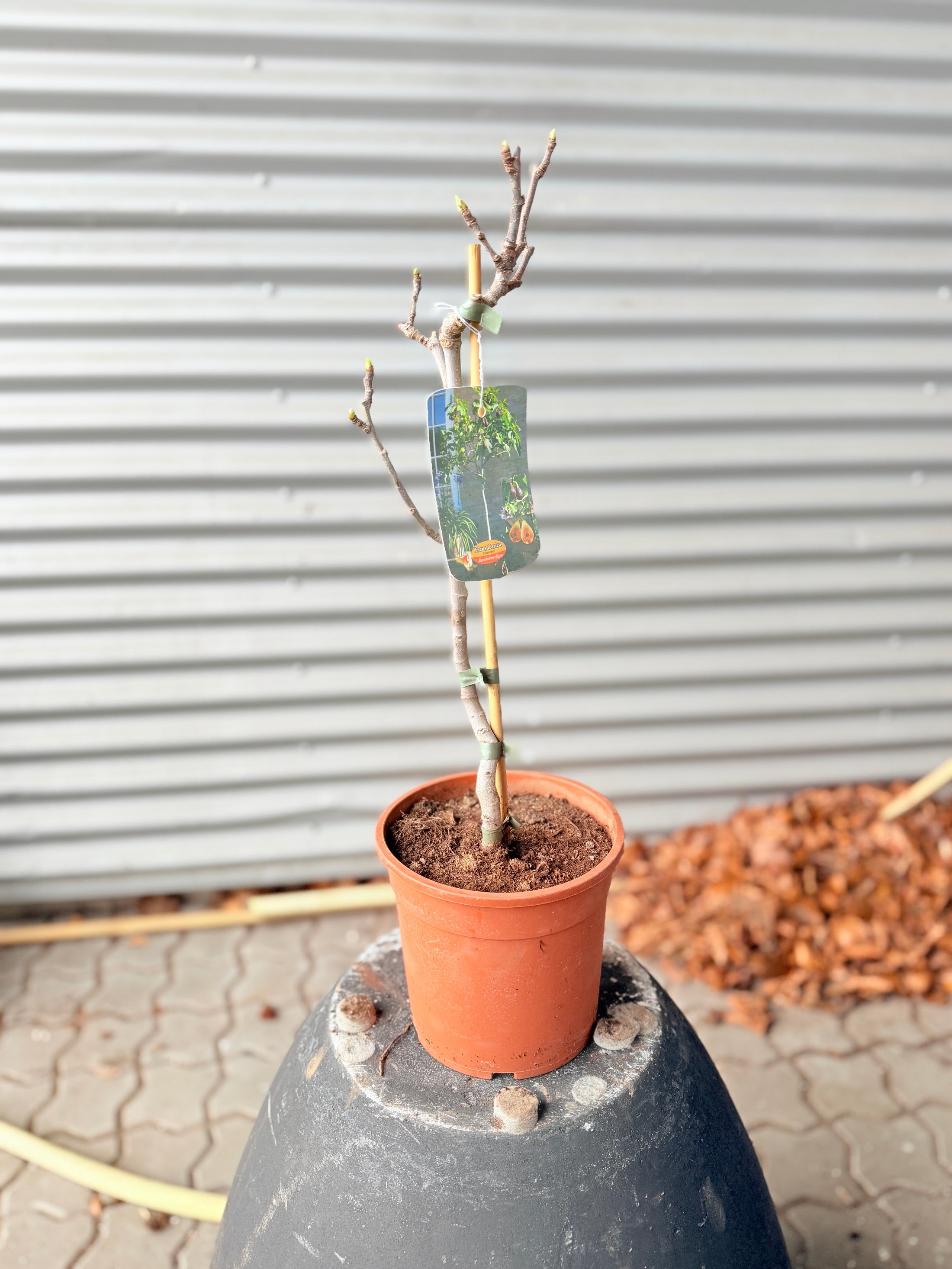 Bornholmsfigen – Hårdfør Figenplante (Ficus carica, ca. 60 cm)