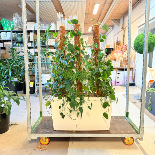 Hjertephilodendron (Philodendron scandens) – 130 cm høj i hvid kumme