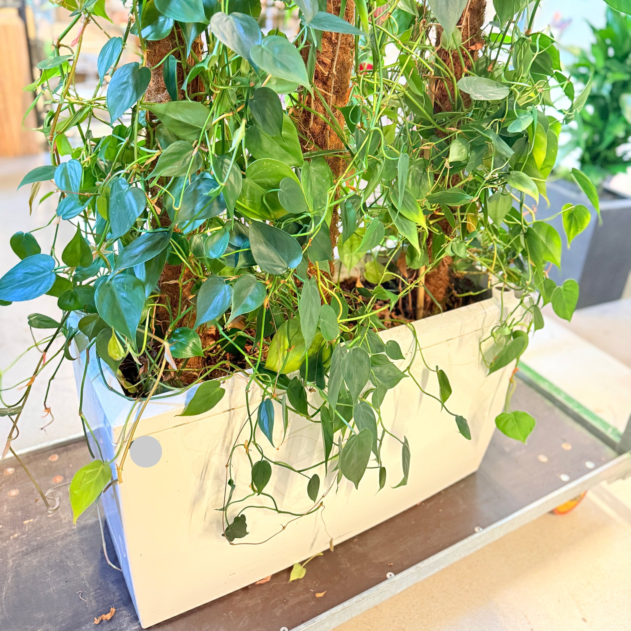 Hjertephilodendron (Philodendron scandens) – 130 cm høj i hvid kumme