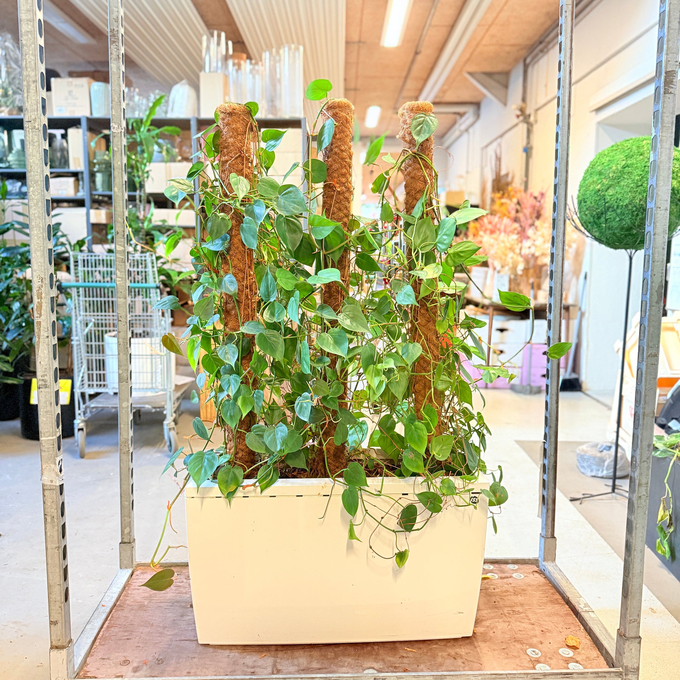 Hjertephilodendron (Philodendron scandens) – 130 cm høj i hvid kumme