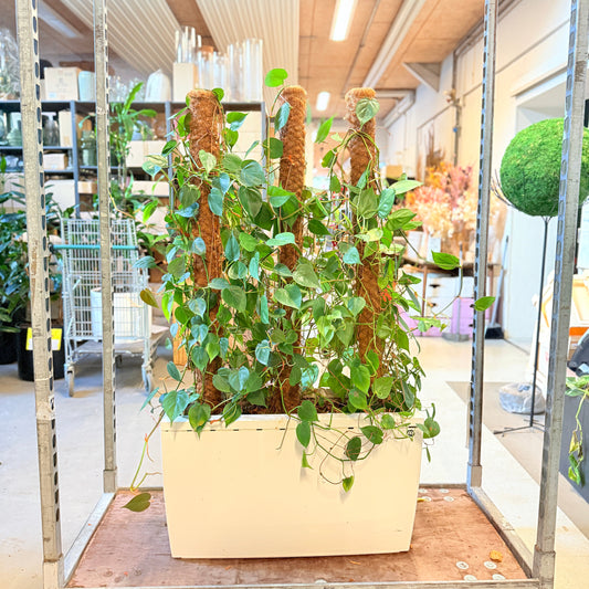 Hjertephilodendron (Philodendron scandens) – 130 cm høj i hvid kumme