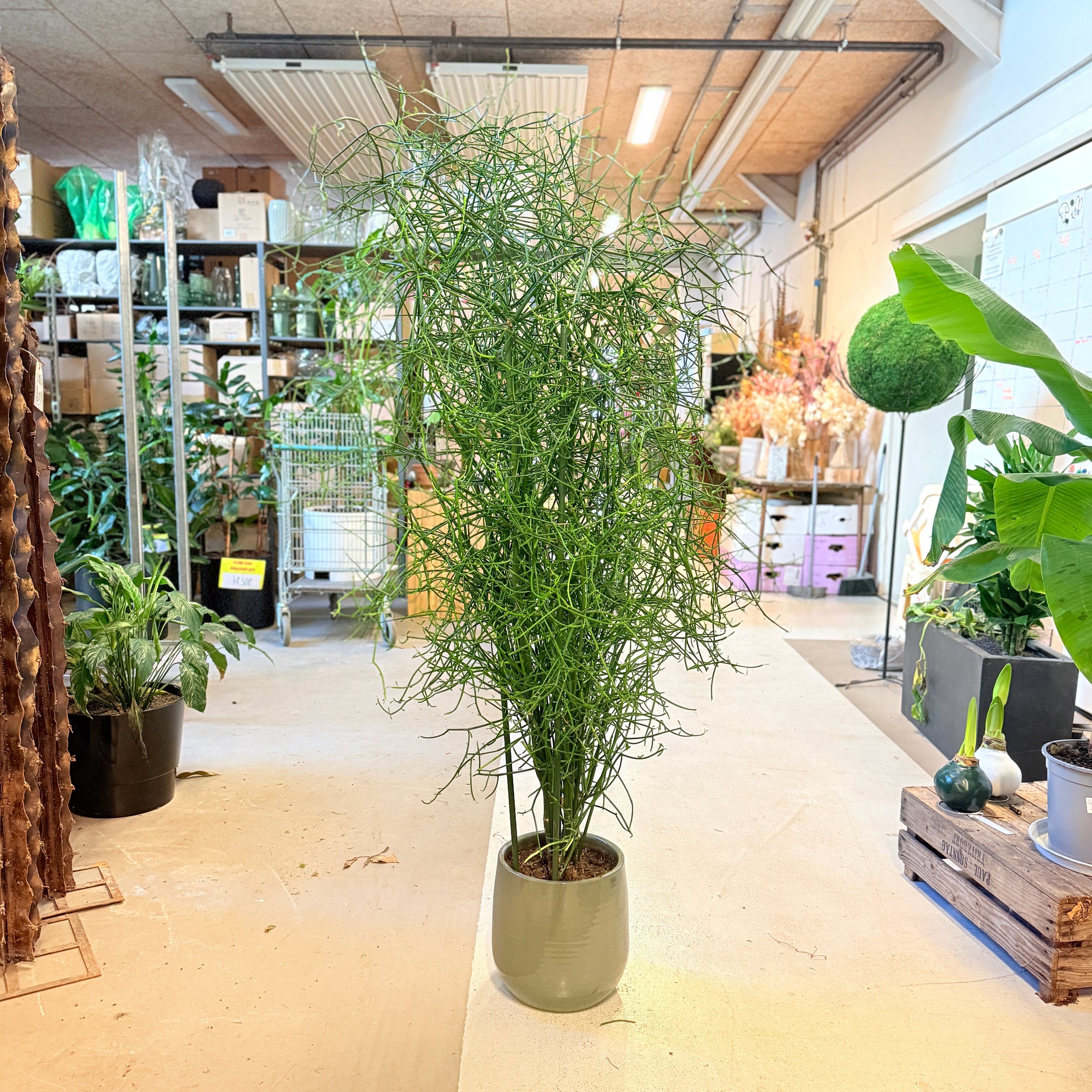 Pindetræ (Euphorbia tirucalli) – 130 cm højt i grøn krukke