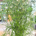 Indlæs billede i gallerivisning, Pindetræ (Euphorbia tirucalli) – 130 cm højt i grøn krukke
