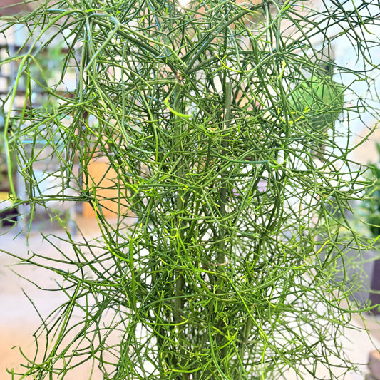 Pindetræ (Euphorbia tirucalli) – 130 cm højt i grøn krukke