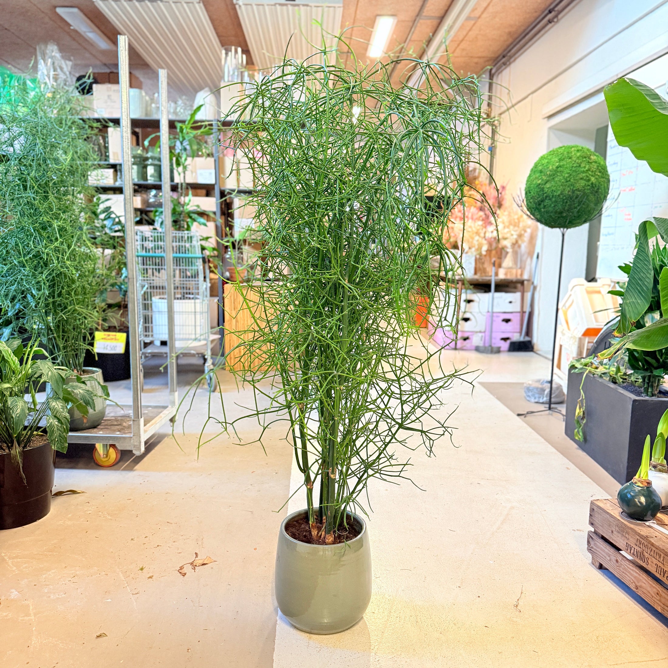 Pindetræ (Euphorbia tirucalli) – 130 cm højt i grøn krukke