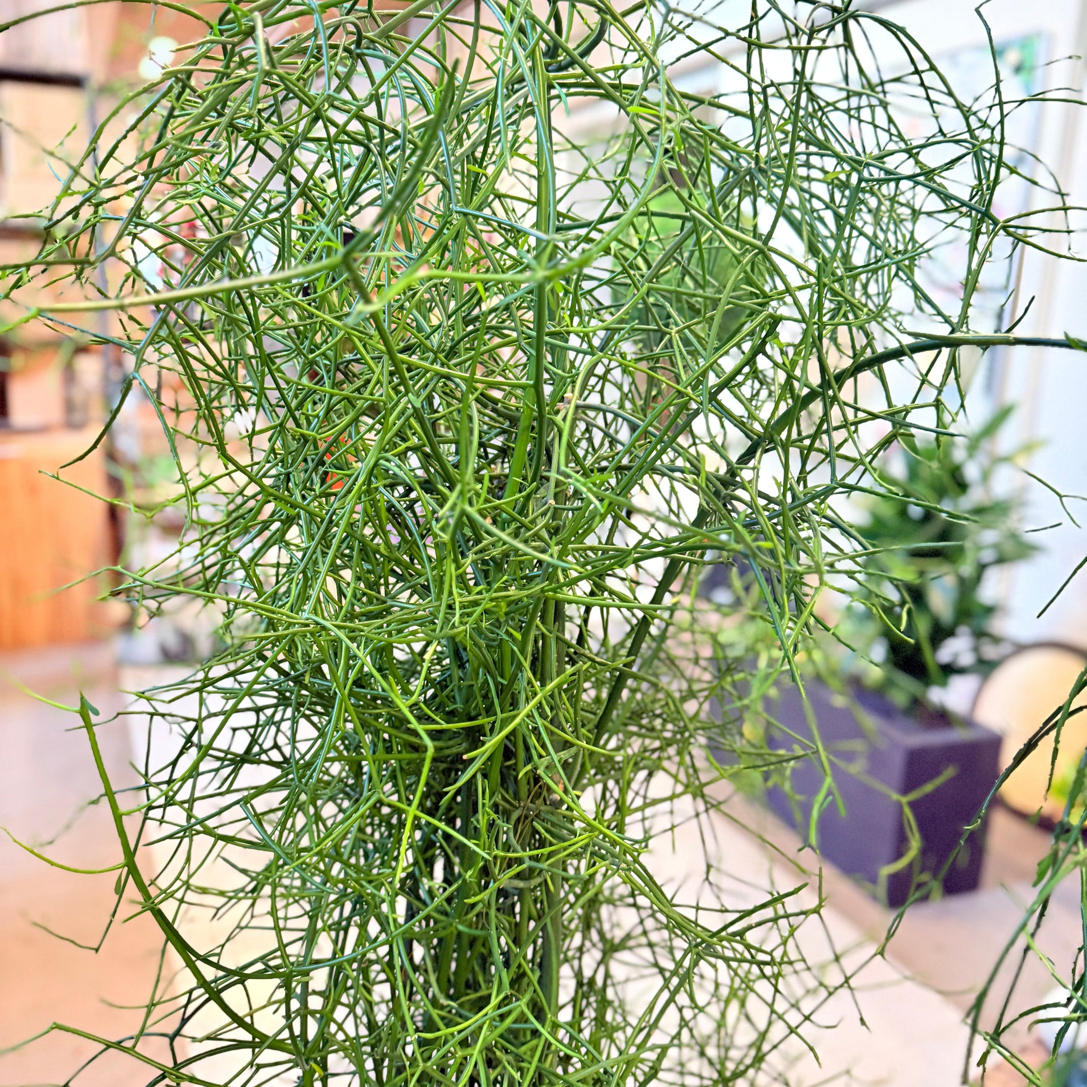 Pindetræ (Euphorbia tirucalli) – 130 cm højt i grøn krukke