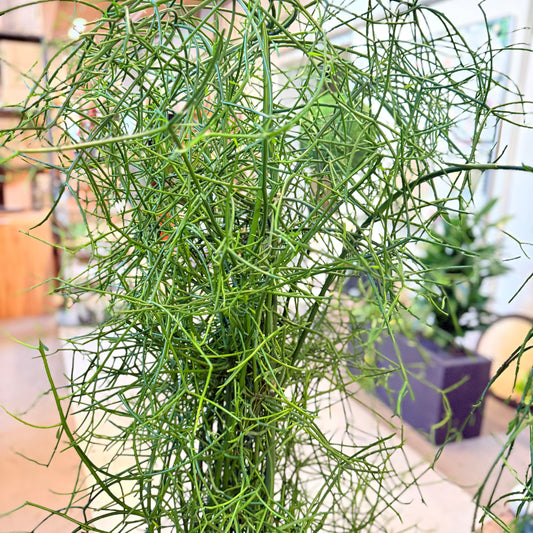 Pindetræ (Euphorbia tirucalli) – 130 cm højt i grøn krukke