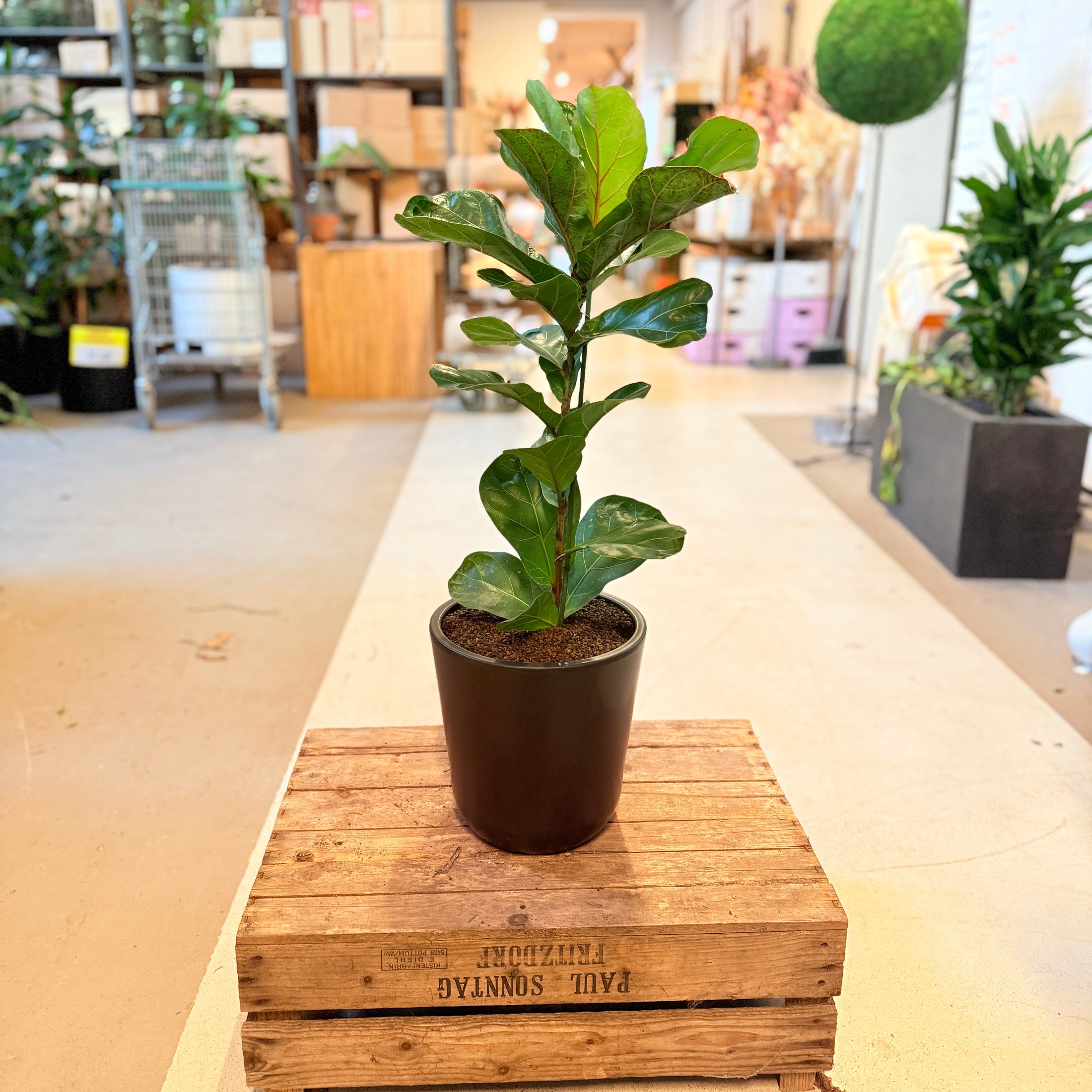 Violinfigner (Ficus lyrata) – 80 cm høj i sort krukke