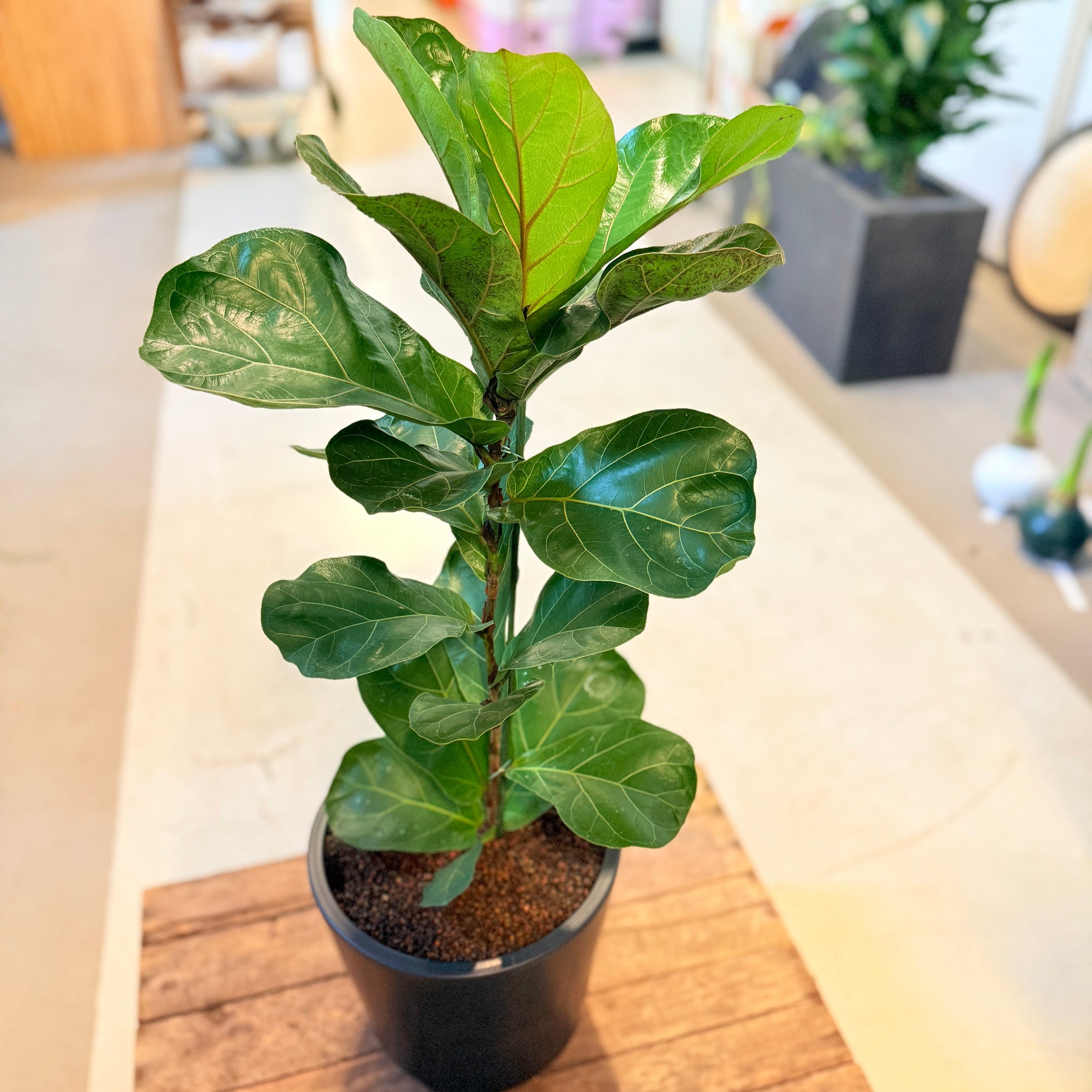 Violinfigner (Ficus lyrata) – 80 cm høj i sort krukke