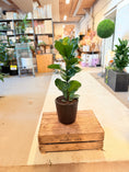 Indlæs billede i gallerivisning, Violinfigner (Ficus lyrata) – 80 cm høj i sort krukke
