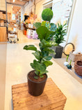 Indlæs billede i gallerivisning, Violinfigner (Ficus lyrata) – 80 cm høj i sort krukke
