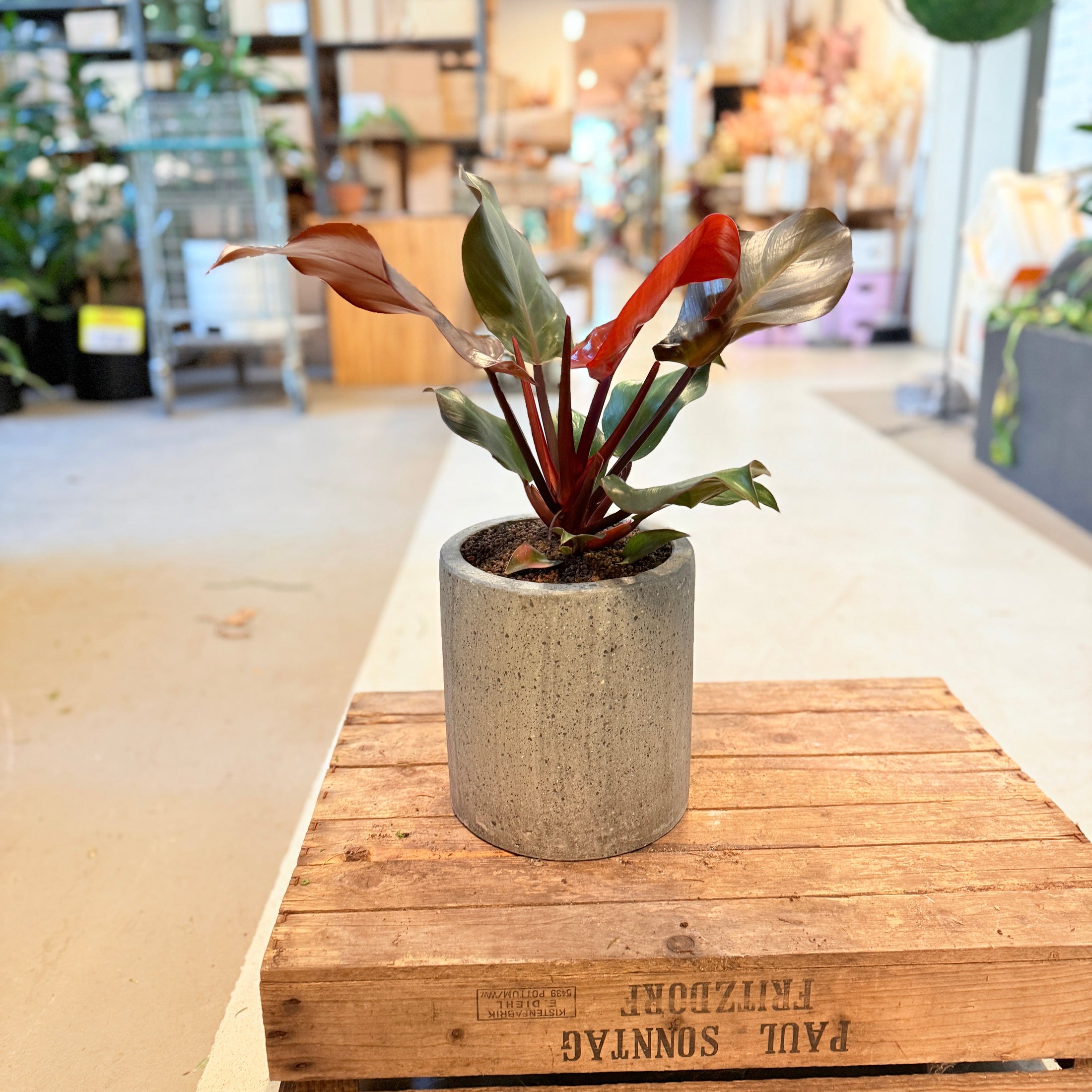 Philodendron ‘Red Emerald’ – 50 cm høj i cementkrukke