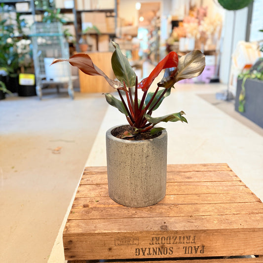 Philodendron ‘Red Emerald’ – 50 cm høj i cementkrukke