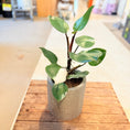 Indlæs billede i gallerivisning, Philodendron White Princess – 50 cm høj i cementkrukke
