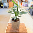 Indlæs billede i gallerivisning, Philodendron hastatum (Silver Sword) – 80 cm høj i cementkrukke
