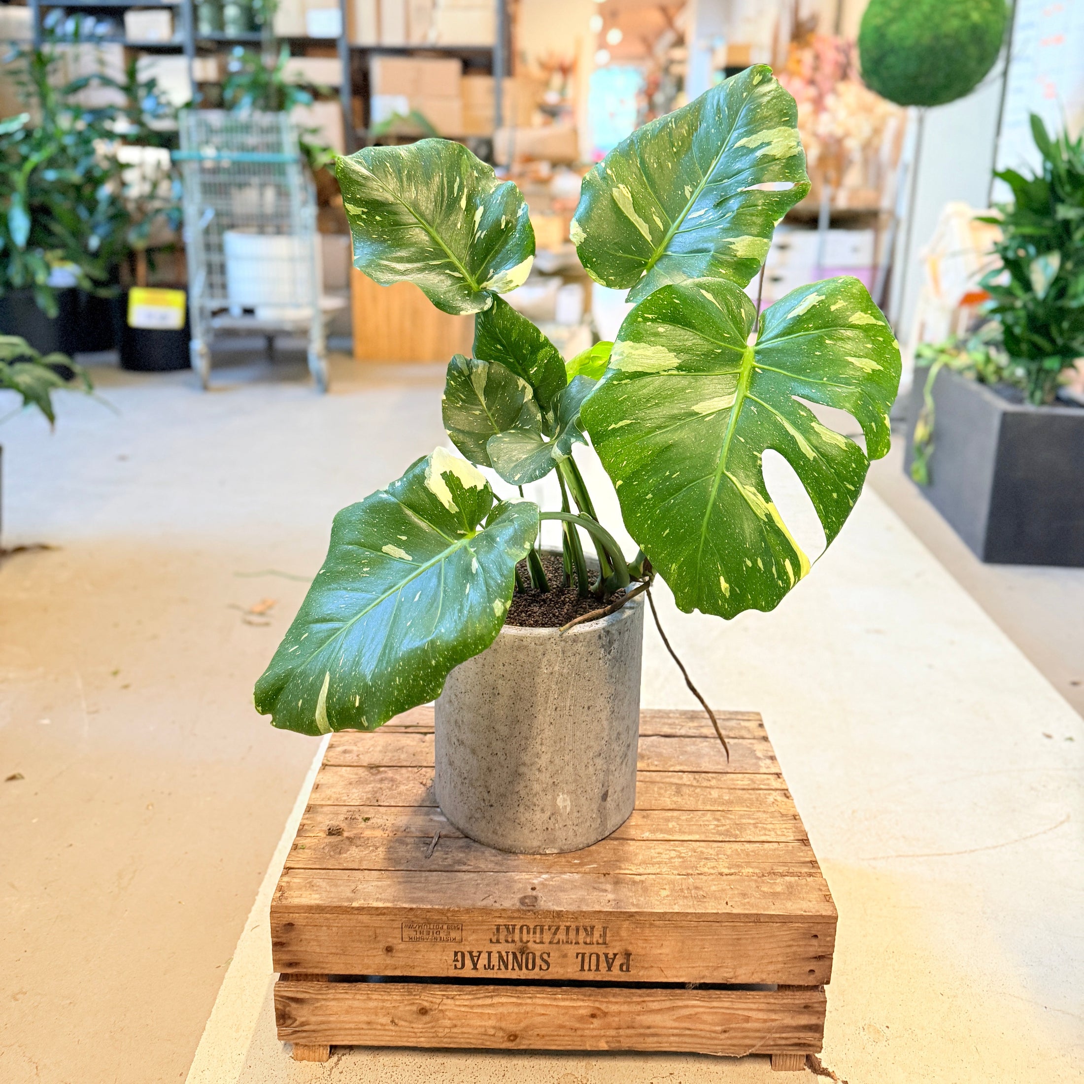 Monstera deliciosa variegata – 90 cm høj i cementkrukke