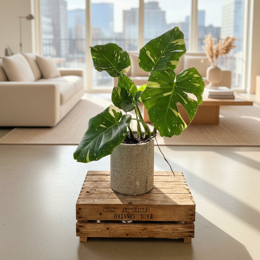 Monstera deliciosa variegata – 90 cm høj i cementkrukke