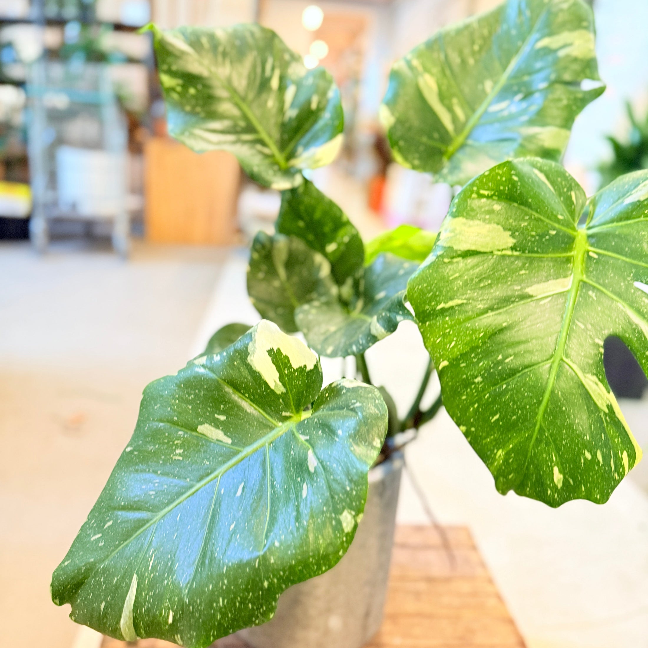 Monstera deliciosa variegata – 90 cm høj i cementkrukke