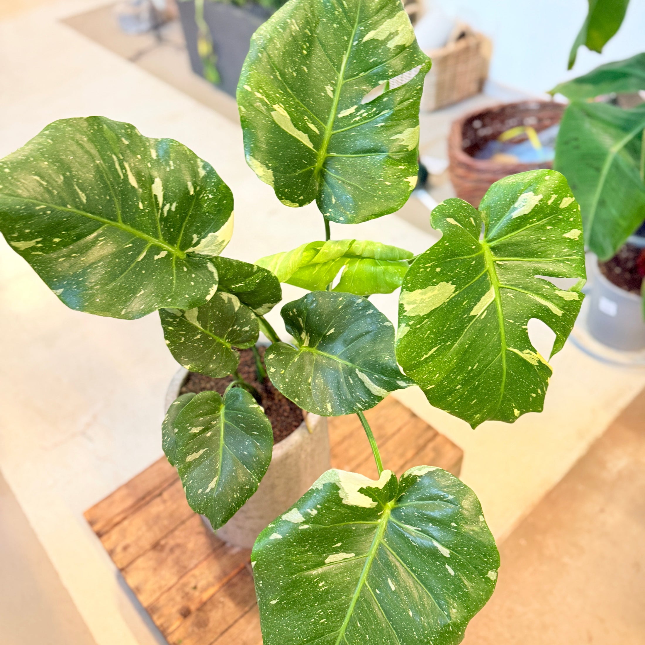 Monstera deliciosa variegata – 90 cm høj i cementkrukke