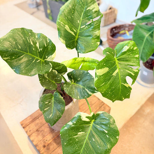 Monstera deliciosa variegata – 90 cm høj i cementkrukke