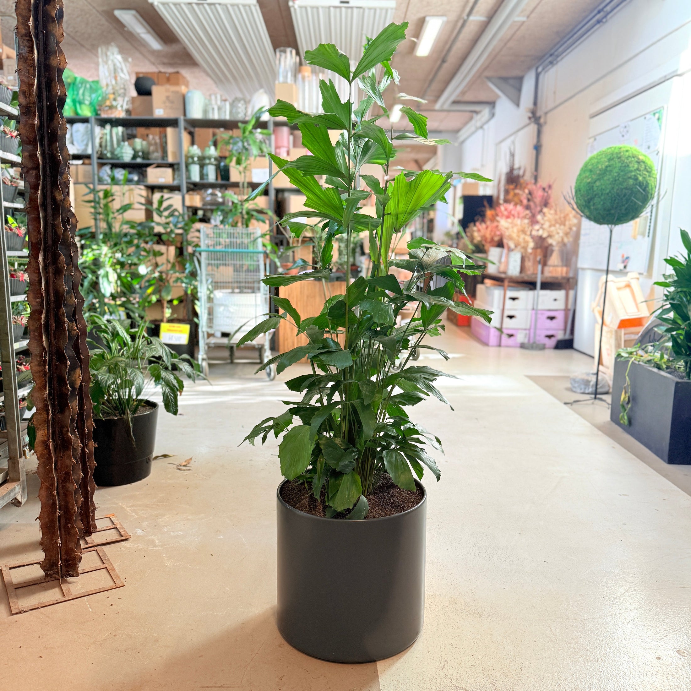 Bambuspalme (Chamaedorea seifrizii) – 150 cm høj i sort krukke